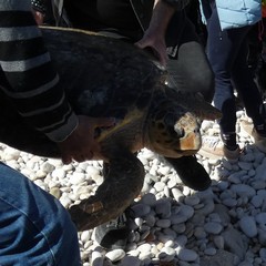 Liberazione tartarughe Molfetta aprile