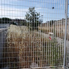 Proliferano gli insetti nel parchetto comunale vicino a via Cavalieri di Vittorio Veneto la segnalazione