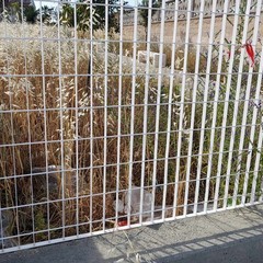 Proliferano gli insetti nel parchetto comunale vicino a via Cavalieri di Vittorio Veneto la segnalazione