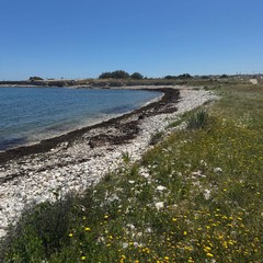 Pulizia spiagge ASM