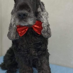 Giornata mondiale del cane 2025