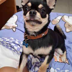 Giornata mondiale del cane 2025