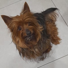 Giornata mondiale del cane 2025