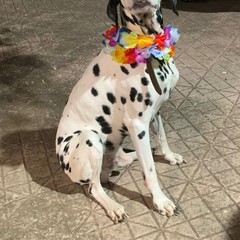 Giornata mondiale del cane 2025