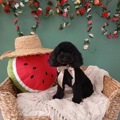 Giornata mondiale del cane 2025