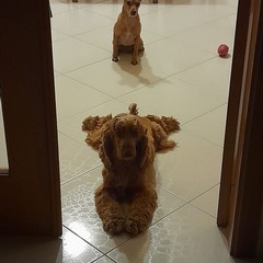 Giornata mondiale del cane 2025