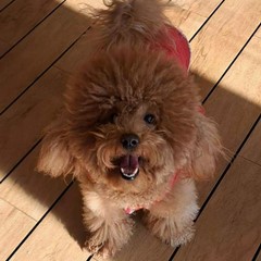Giornata mondiale del cane 2025