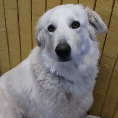Giornata mondiale del cane 2025