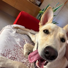Giornata mondiale del cane 2025
