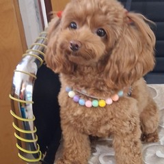 Giornata mondiale del cane 2025