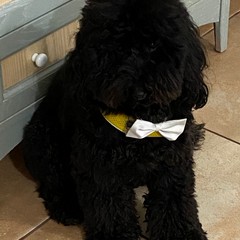 Giornata mondiale del cane 2025