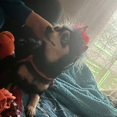 Giornata mondiale del cane 2025