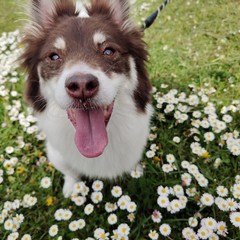 Giornata mondiale del cane 2025