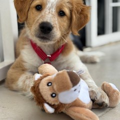 Giornata mondiale del cane 2025