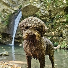 Giornata mondiale del cane 2025