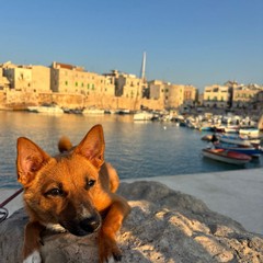 Giornata mondiale del cane 2025