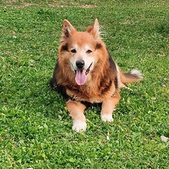Giornata mondiale del cane 2025