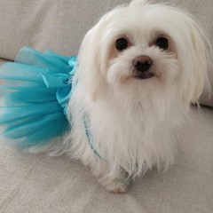 Giornata mondiale del cane 2025