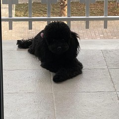 Giornata mondiale del cane 2025