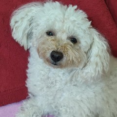 Giornata mondiale del cane 2025