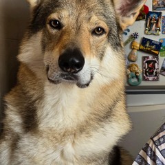 Giornata mondiale del cane 2025