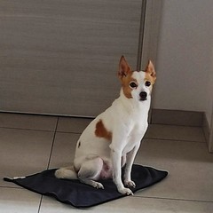 Giornata mondiale del cane 2025