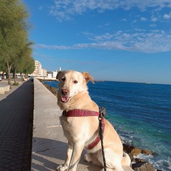 Giornata mondiale del cane 2025