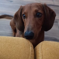 Giornata mondiale del cane 2025