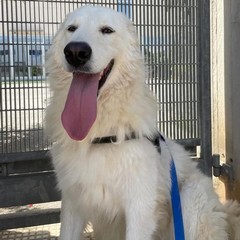 Giornata mondiale del cane 2025