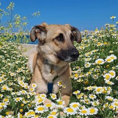 Giornata mondiale del cane 2025