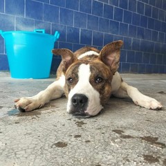 Giornata mondiale del cane 2025