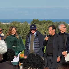 Cicoria Puntarelle molfettese