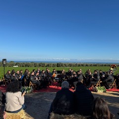 Cicoria Puntarelle molfettese