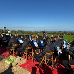 Cicoria Puntarelle molfettese