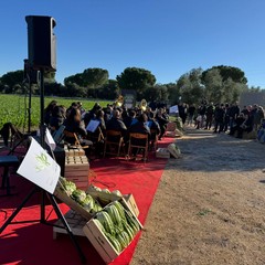 Cicoria Puntarelle molfettese