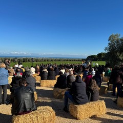 Cicoria Puntarelle molfettese