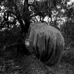"Il taglio della frasca": un reportage fotografico sulla tradizione quaresimale molfettese