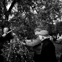 "Il taglio della frasca": un reportage fotografico sulla tradizione quaresimale molfettese