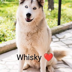 Whisky Diana Azzollini