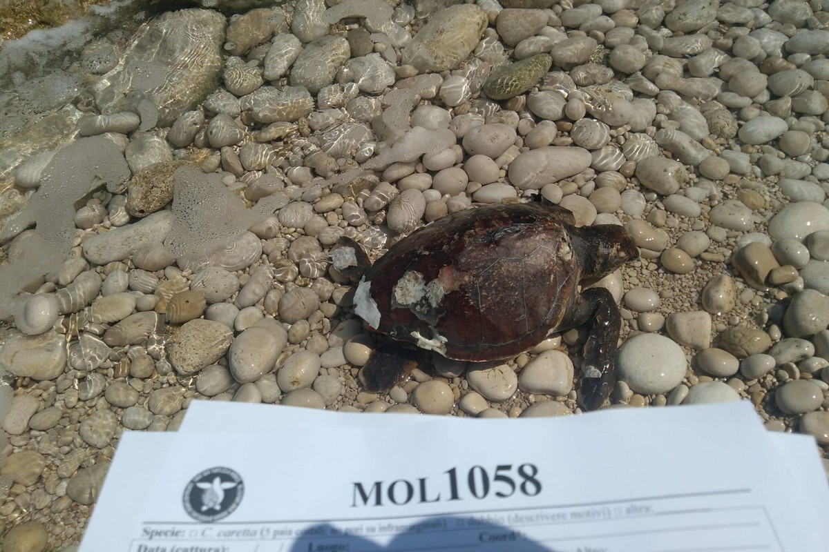 Una delle tartarughe rinvenute a Molfetta