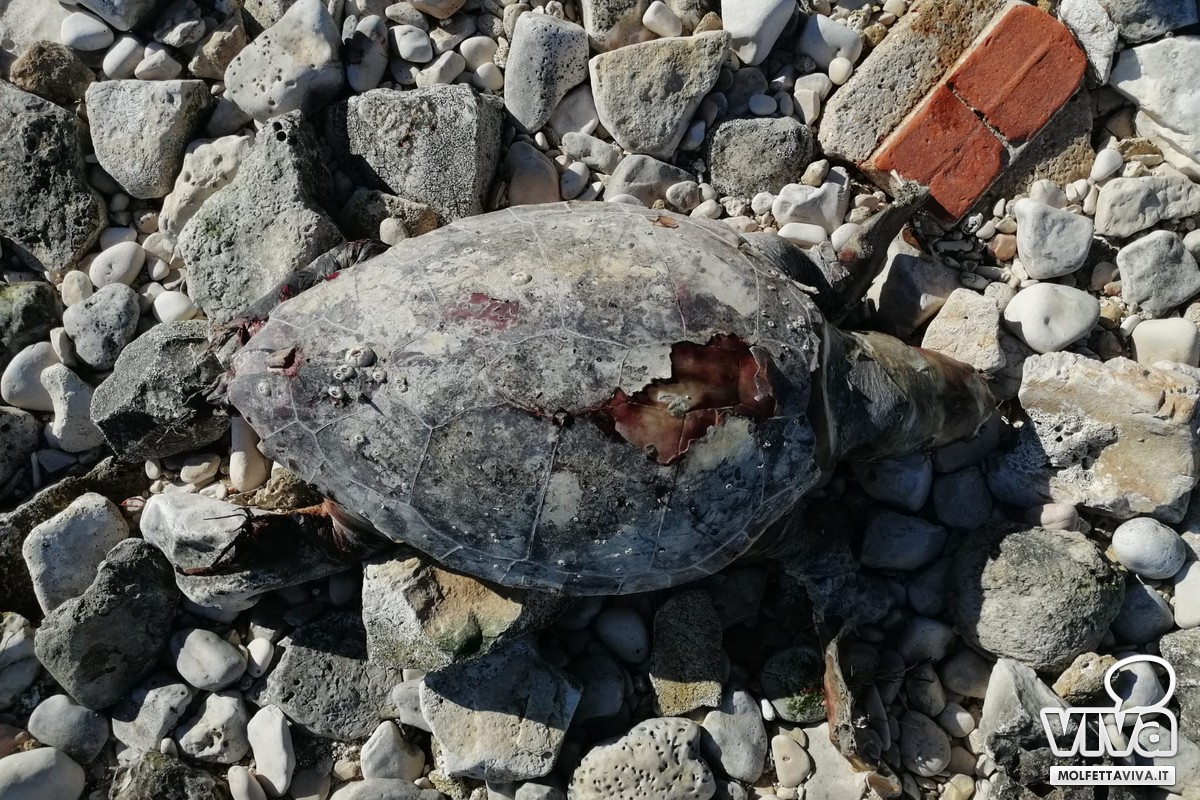 Una delle due tartarughe spiaggiate a Molfetta