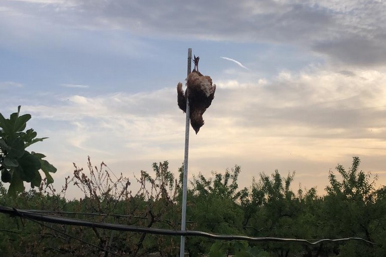 Una delle galline appese a testa in giù