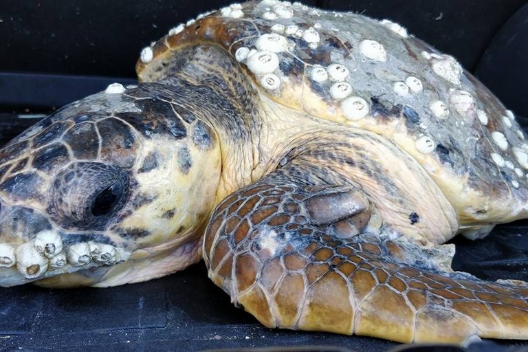 La tartaruga spiaggiata a Mola di Bari