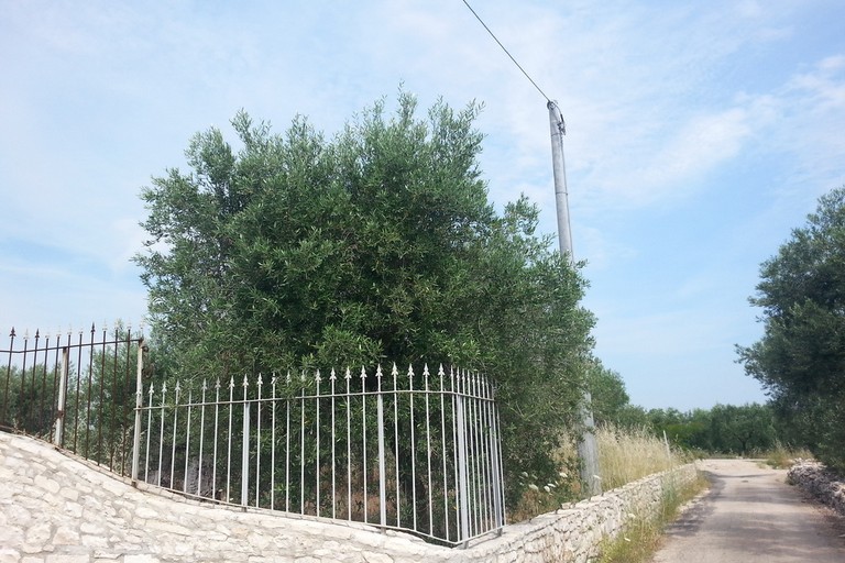 Le campagne di Molfetta