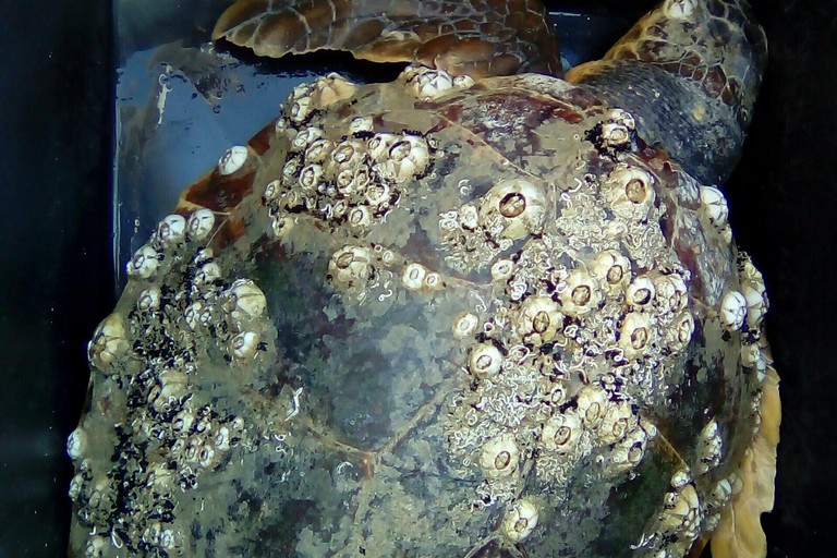 La tartaruga rinvenuta nel porto di Giovinazzo