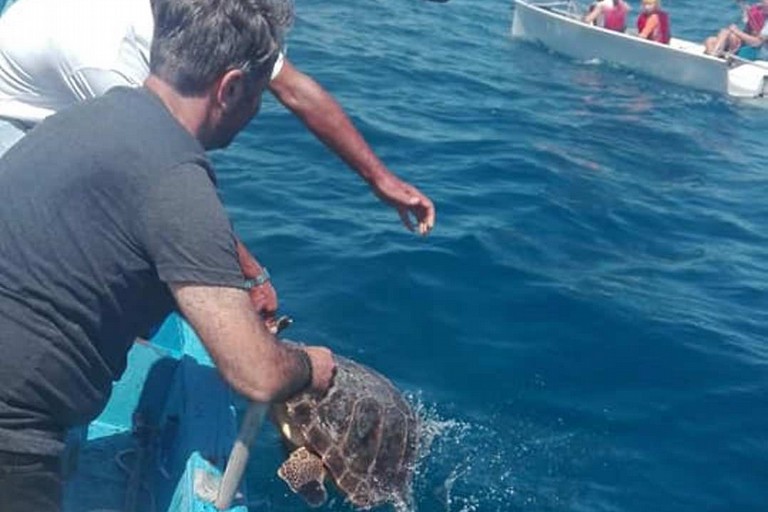 Un tuffo nel blu per la caretta caretta Rick