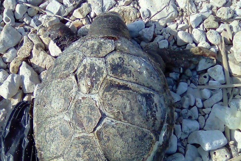 La tartaruga rinvenuta al camping Campofreddo