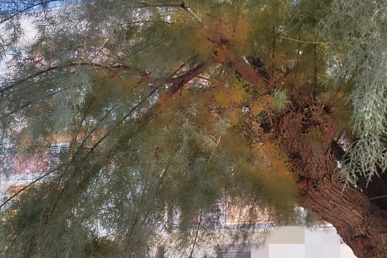 Alberi pericolosi