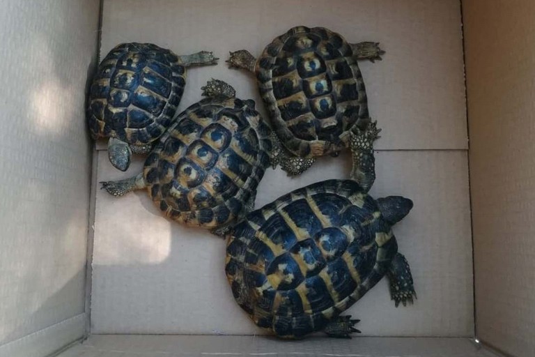Le tartarughe sequestrate dai Carabinieri