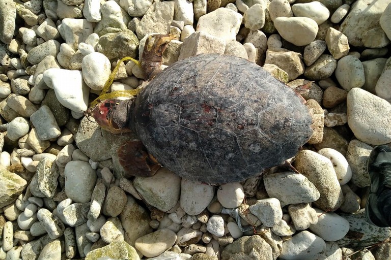 La tartaruga morta in località Prima Cala